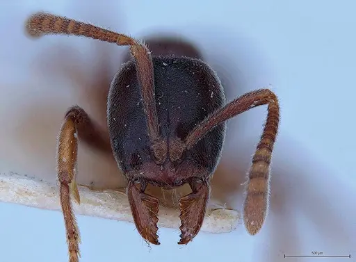Hypoponera iheringi specimen MHNGENTO00094323 image mhngento00094323_2