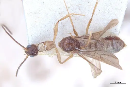 Hypoponera iheringi specimen MHNGENTO00094325 image mhngento00094325_1