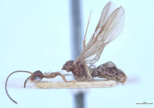 Hypoponera iheringi specimen MHNGENTO00094325 image mhngento00094325_3