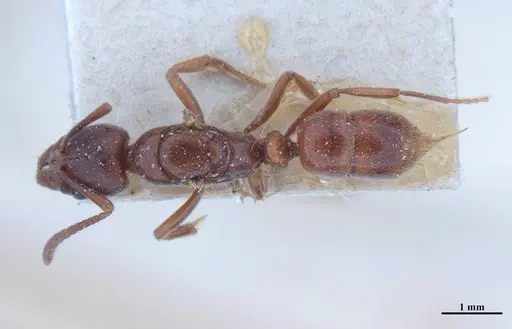 Hypoponera iheringi specimen MHNGENTO00094326 image mhngento00094326_1