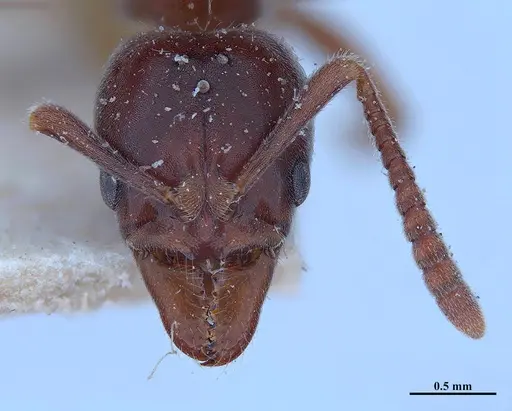 Hypoponera iheringi specimen MHNGENTO00094326 image mhngento00094326_2