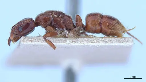 Hypoponera iheringi specimen MHNGENTO00094326 image mhngento00094326_3
