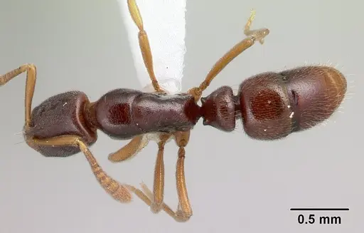 Hypoponera importuna specimen CASENT0218464 image casent0218464_1