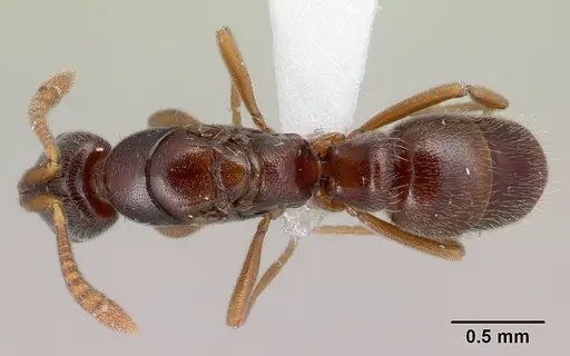 Hypoponera importuna specimen CASENT0218472 image casent0218472_1