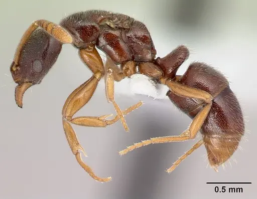 Hypoponera importuna specimen CASENT0218472 image casent0218472_3