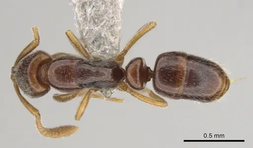Hypoponera importuna specimen CASENT0250707 image casent0250707_1
