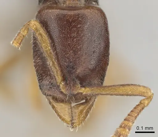 Hypoponera importuna specimen CASENT0250707 image casent0250707_2