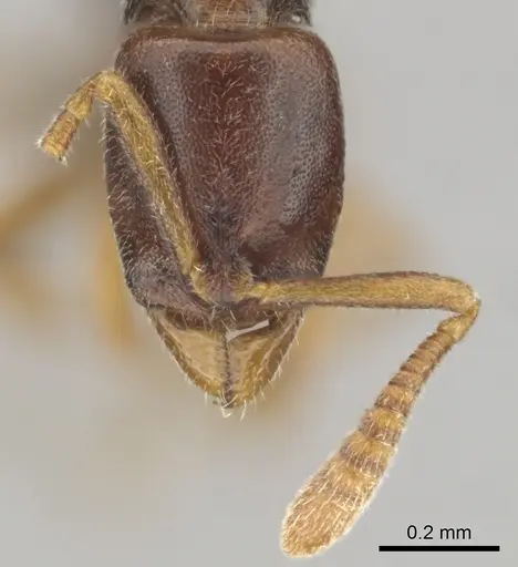 Hypoponera importuna specimen CASENT0250707 image casent0250707_3