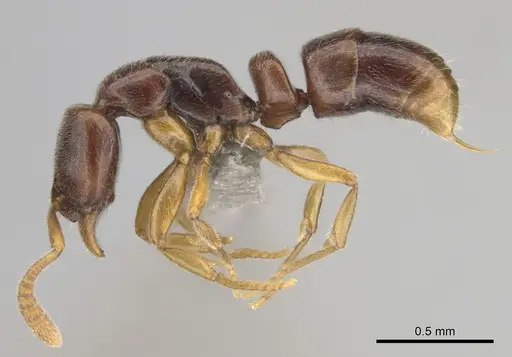 Hypoponera importuna specimen CASENT0250707 image casent0250707_4