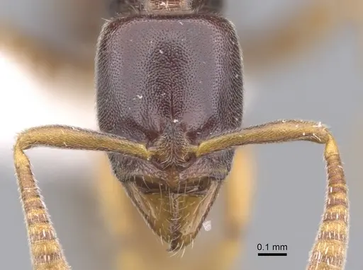 Hypoponera importuna specimen CASENT0902560 image casent0902560_2