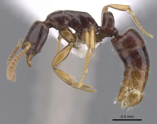 Hypoponera importuna specimen CASENT0902560 image casent0902560_3