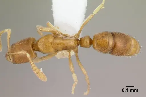 Hypoponera inaudax specimen CASENT0192360 image casent0192360_1