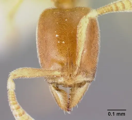 Hypoponera inaudax specimen CASENT0192360 image casent0192360_2
