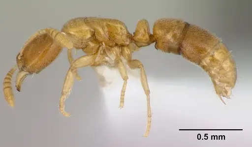 Hypoponera inaudax specimen CASENT0192360 image casent0192360_3