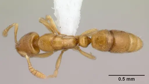 Hypoponera inaudax specimen CASENT0192370 image casent0192370_1
