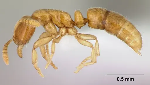 Hypoponera inaudax specimen CASENT0192370 image casent0192370_3