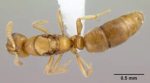 Hypoponera inaudax specimen CASENT0217333 image casent0217333_1