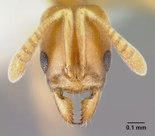 Hypoponera inaudax specimen CASENT0217333 image casent0217333_2