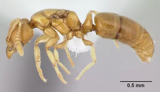 Hypoponera inaudax specimen CASENT0217333 image casent0217333_3