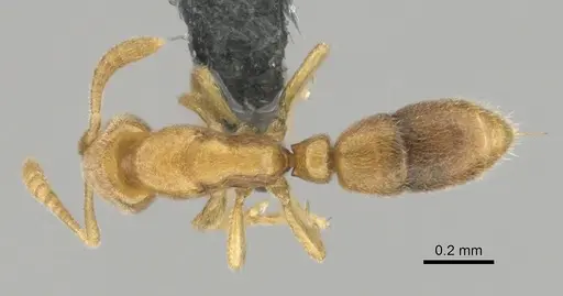 Hypoponera inaudax specimen CASENT0815666 image casent0815666_1