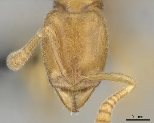 Hypoponera inaudax specimen CASENT0815666 image casent0815666_2