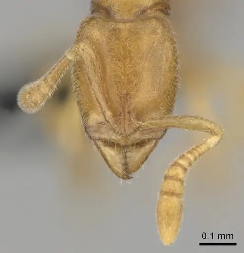 Hypoponera inaudax specimen CASENT0815666 image casent0815666_3