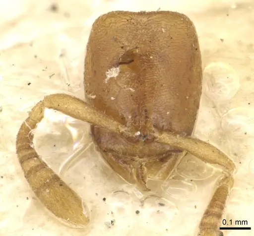 Hypoponera inaudax specimen CASENT0915197 image casent0915197_1