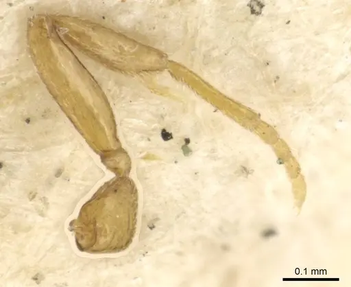 Hypoponera inaudax specimen CASENT0915197 image casent0915197_2