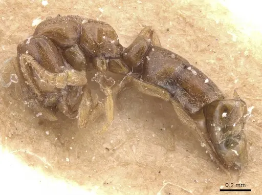 Hypoponera inaudax specimen RMCAENT000017729 image rmcaent000017729_1