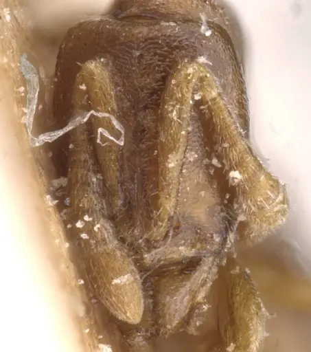 Hypoponera inaudax specimen RMCAENT000017729 image rmcaent000017729_2