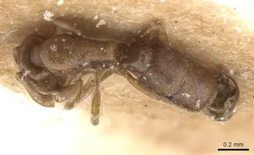 Hypoponera inaudax specimen RMCAENT000017729 image rmcaent000017729_3
