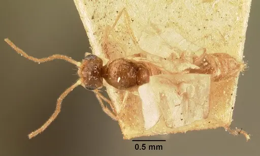 Hypoponera indigens specimen CASENT0101610 image casent0101610_1