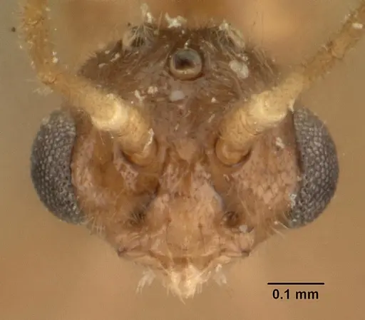 Hypoponera indigens specimen CASENT0101610 image casent0101610_2
