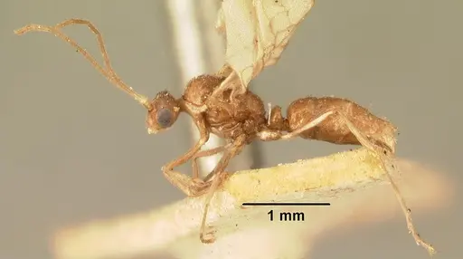 Hypoponera indigens specimen CASENT0101610 image casent0101610_3