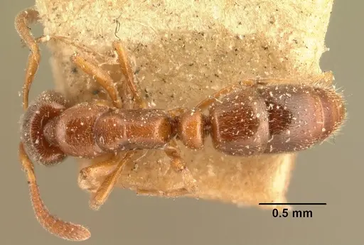 Hypoponera indigens specimen CASENT0101787 image casent0101787_1