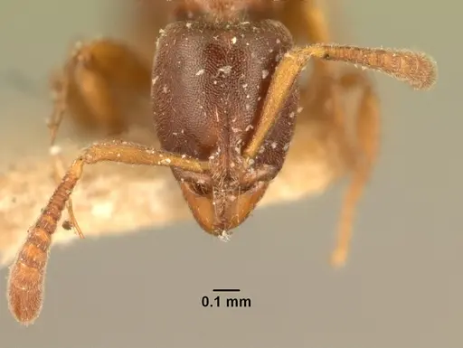 Hypoponera indigens specimen CASENT0101787 image casent0101787_2