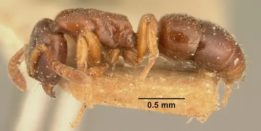 Hypoponera indigens specimen CASENT0101787 image casent0101787_3