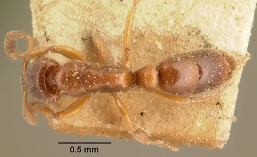 Hypoponera indigens specimen CASENT0101955 image casent0101955_1