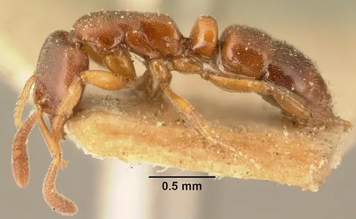Hypoponera indigens specimen CASENT0101955 image casent0101955_3