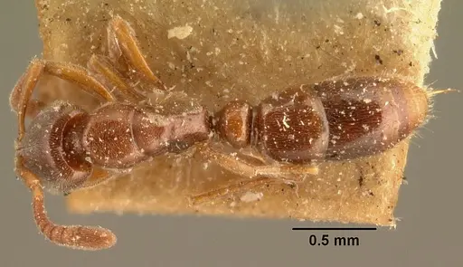 Hypoponera indigens specimen CASENT0101958 image casent0101958_1
