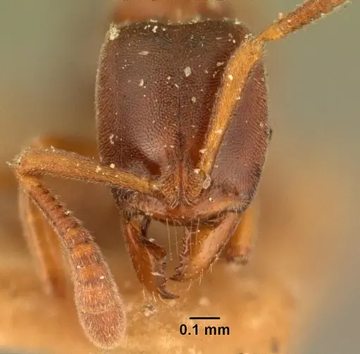 Hypoponera indigens specimen CASENT0101958 image casent0101958_2
