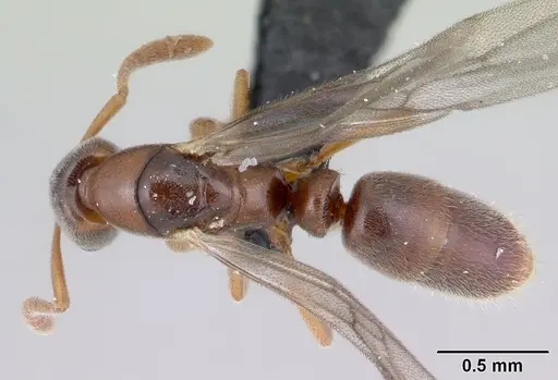 Hypoponera indigens specimen CASENT0133703 image casent0133703_1