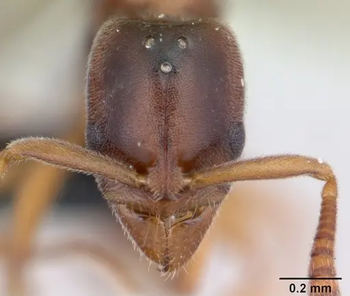 Hypoponera indigens specimen CASENT0133703 image casent0133703_2