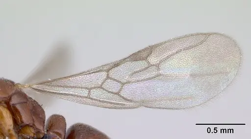 Hypoponera indigens specimen CASENT0133703 image casent0133703_4
