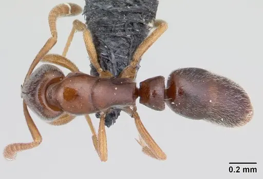 Hypoponera indigens specimen CASENT0133875 image casent0133875_1