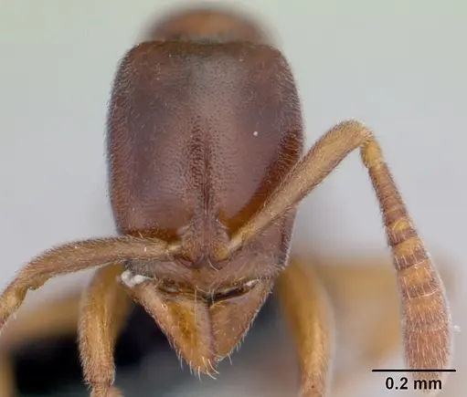 Hypoponera indigens specimen CASENT0133875 image casent0133875_2