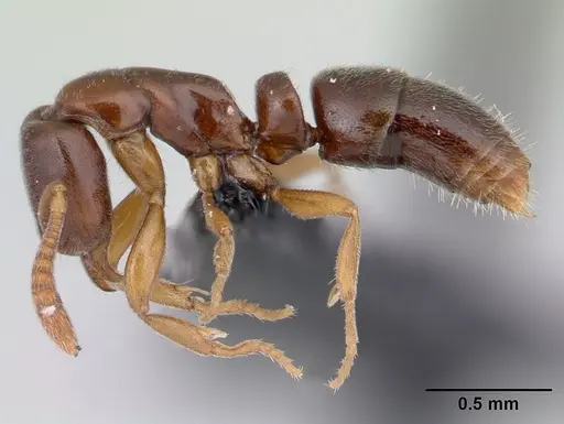Hypoponera indigens specimen CASENT0133875 image casent0133875_3