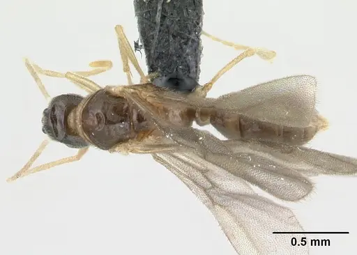 Hypoponera indigens specimen CASENT0137535 image casent0137535_1