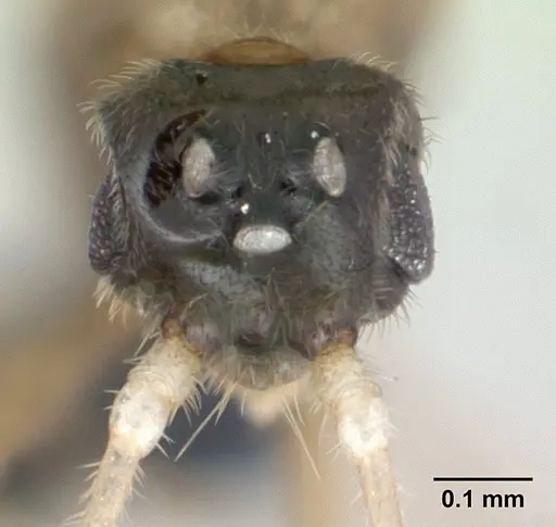 Hypoponera indigens specimen CASENT0137535 image casent0137535_2