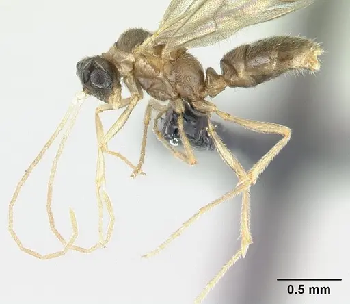 Hypoponera indigens specimen CASENT0137535 image casent0137535_3